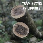 Trầm Philippines được đánh giá là loại trầm quý giá nhất của khu vực Đông Nam Á