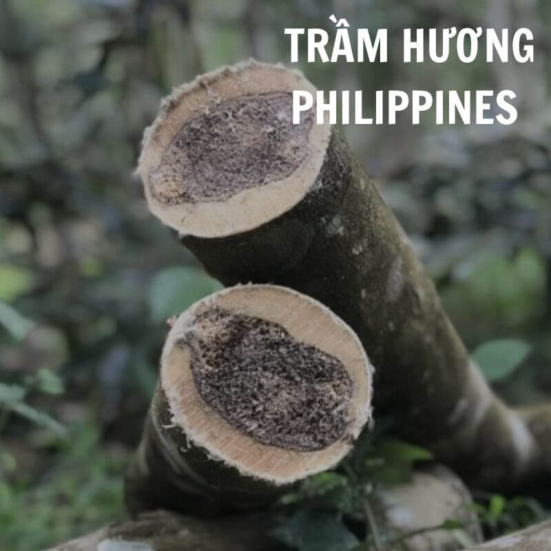 Trầm Philippines được đánh giá là loại trầm quý giá nhất của khu vực Đông Nam Á